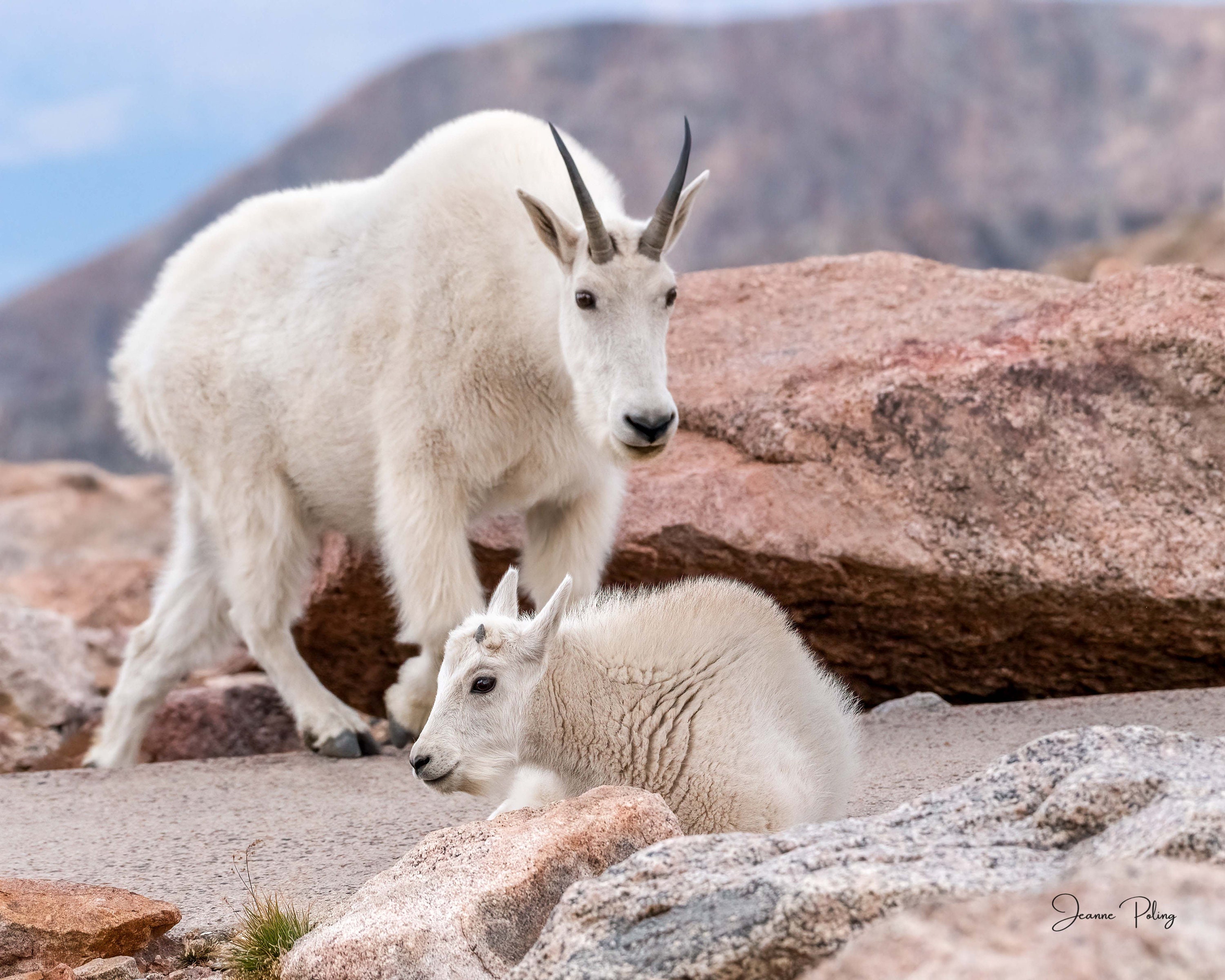 Rocky Mountain Goat and Kid Luster Print: Colorado Wildlife