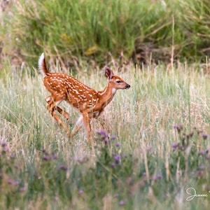 Whitetail Fawn, Wildlife Photography, Deer, Animal Photo Print, Nature Wall Art
