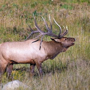 Elk Bugling – Bugling Elk, Bull Elk, Colorado, Wildlife Photography, Animal Photo Print, Nature Wall Art
