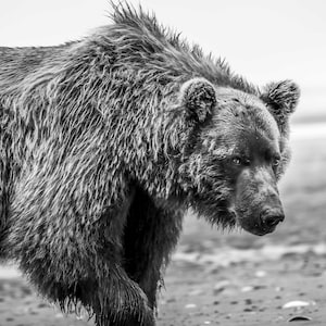 Grizzly Bear Stare Photography Print - Alaska Wildlife Wall Art