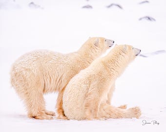 Two Polar Bears in Staring – Polar Bear, Churchill, Wildlife Photography, Bear Photo Print, Nature Wall Art, Baby Bear
