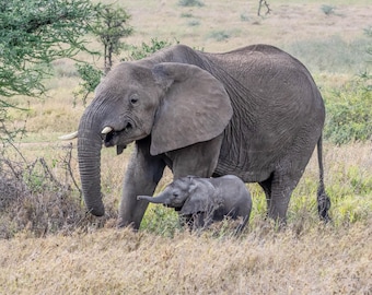 African Elephant Family Print – Wildlife Photography, Nursery Decor