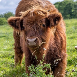 Baby Hairy Coo, Highland Cows, Scotland, Wildlife Photography, Animal Photo Print, Nature Wall Art immagine 1