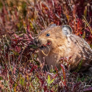 Adorable Pika, Wildlife Photography, Animal Photo Print, Nature Wall Art