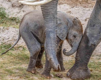 Baby Elephant Luster Print – African Wildlife Photography