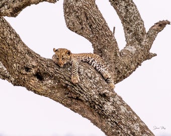 Baby Leopard Print – African Wildlife Photography, Nature Wall Art