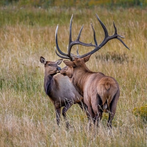 Elk Kiss– Elk, Kiss, Wildlife Photography, Animal Photo Print, Nature Wall Art