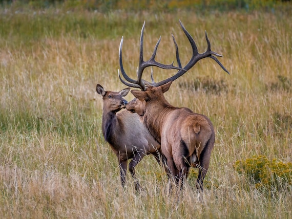 Elk Kiss Luster Print: Rocky Mountain Wildlife Photography