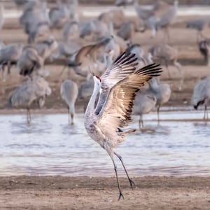 May include: A single gray crane with its wings spread wide stands on a sandy shore with a shallow body of water in the background. The crane is facing the left side of the image and has its head tilted back. The crane is surrounded by a flock of other cranes in the background.