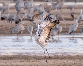 Sandhill Crane Dance–Sandhill Cranes, Nebraska, Wildlife Photography, Bird Photo Print, Nature Wall Art