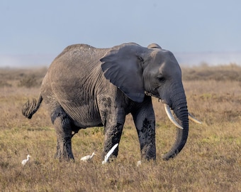 African Elephant Photography Print – Wildlife Safari Wall Art