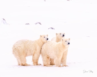 Three Polar Bears – Polar Bear, Churchill, Wildlife Photography, Bear Photo Print, Nature Wall Art, Baby Bear