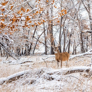 Buck in First Snowfall– Deer, Buck, Wildlife Photography, Animal Photo Print, Nature Wall Art
