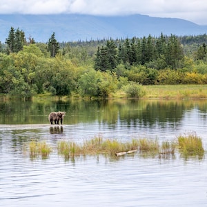 The Beauty of the Bears at Brooks River – Grizzly Bear, Alaska, Brooks Falls, Wildlife Photography, Bear Photo Print, Nature Wall Art