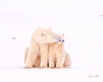 Mama and Baby Polar Bear Kissing Print - Churchill Wildlife Photography