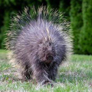 Porcupine Wildlife Photography Print | Rustic Cabin Wall Art