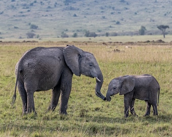 Elephant Family Print – African Wildlife Photography, Nature Wall Art