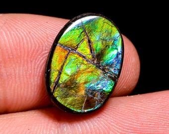 8.00 Cts. Canadian Ammolite Ammonite Triplet Amazing Quality 100% Natural Ammolite  Cabochon Loose Gemstone For Making Jewelry 15X11X4 MM