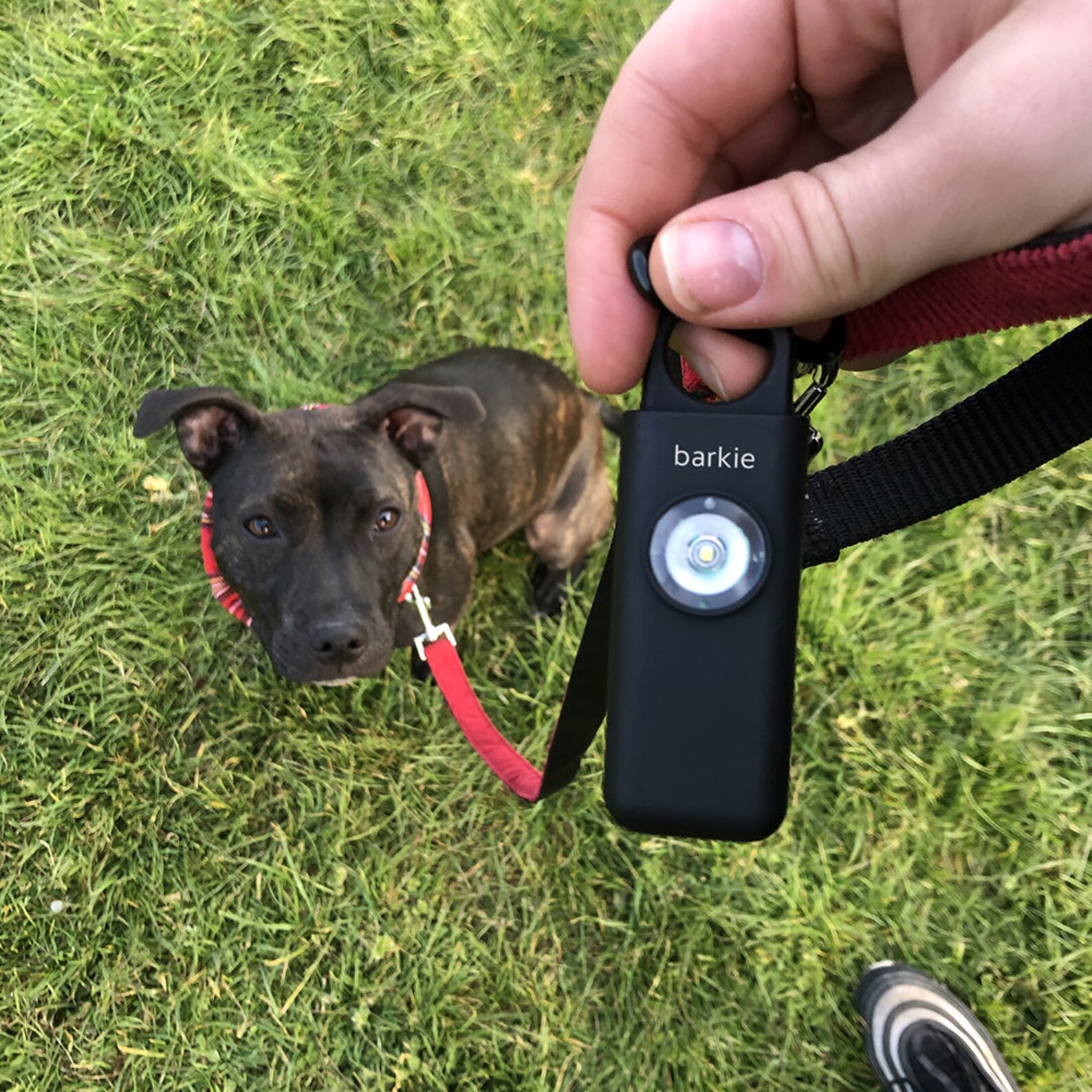 Anti DogTheft Alarm Personal Safety Alarm Dog Walking Etsy