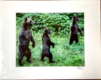 What's That! - Mother Grizzly bear & 2 cubs - unframed