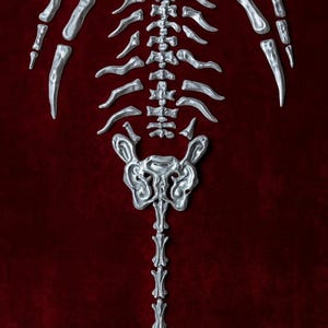 Può includere: Uno scheletro umano color argento su sfondo rosso scuro. La struttura scheletrica è dettagliata, con costole, colonna vertebrale e bacino ben definiti. L'immagine ha una qualità artistica ad alto contrasto.