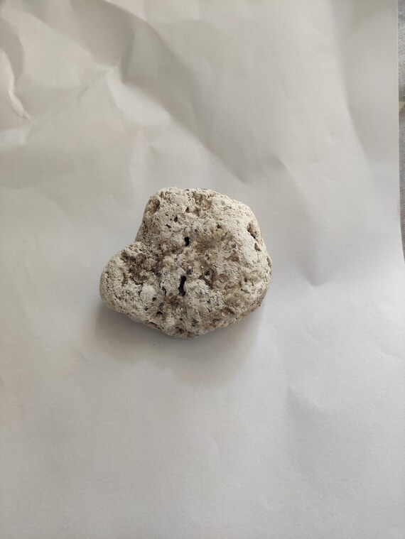 White Ambergris 55 Gram Premium Quality Etsy