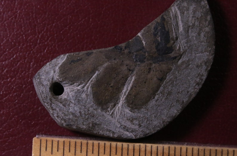 Crescent Pendant Fossil Jewelry 300 Million Year Old Carboniferous Period Fossil Plant Fossil Fossil Fern Pendant