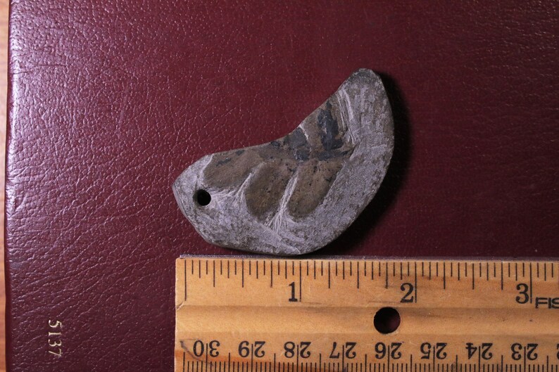 Crescent Pendant Fossil Jewelry 300 Million Year Old Carboniferous Period Fossil Plant Fossil Fossil Fern Pendant