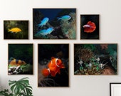Gallery Wall Art Set of 6, Fish Print Set, Aquarium Wall Art, Nautical Prints, Ocean Decor, Sea Art, Feng Shui Wall Set, Digital Download