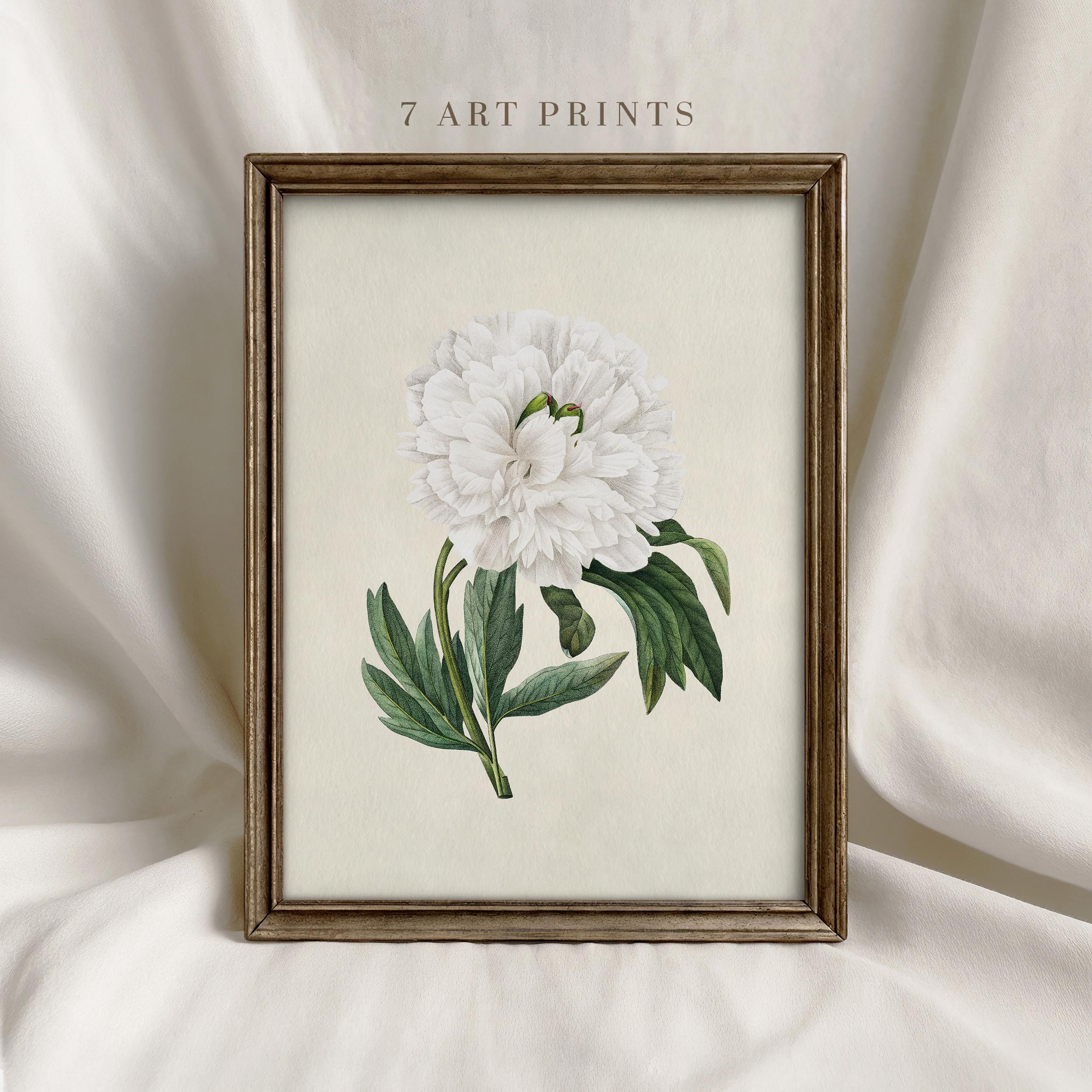 White Botanical Print Set: Vintage Floral Wall Art, Farmhouse Decor ...