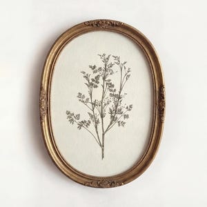 May include: An oval-shaped, gold-colored framed botanical print. The print features a detailed black and white illustration of a plant with delicate leaves and branches. The frame has ornate detailing and is set against a white background.