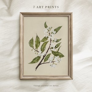 May include: A framed botanical illustration of a white flowering branch with green leaves on a beige background. The frame is light brown wood. The text "7 ART PRINTS" is at the top of the image and "Vintage Curated Art Series" is at the bottom.