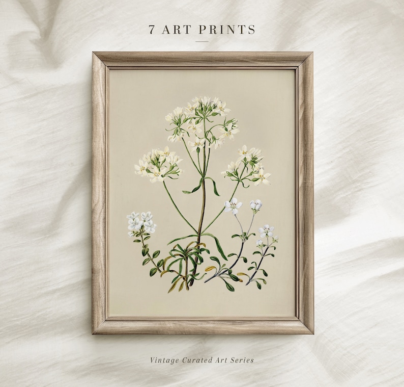 Vintage Botanical Prints Set of SIX: Neutral Floral Gallery Wall (Digital Download) image 5