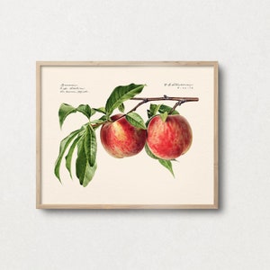 K&ouml;nnte beinhalten: Eine Vintage-botanische Illustration von zwei reifen Pfirsichen an einem Zweig mit gr&uuml;nen Bl&auml;ttern. Die Pfirsiche sind leuchtend rot und orangefarben mit einer flauschigen Textur. Die Illustration ist in einem hellen Holzrahmen gerahmt.