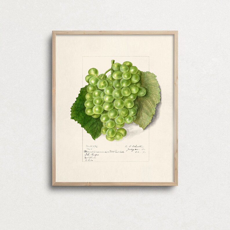 K&ouml;nnte beinhalten: Eine Vintage-botanische Illustration einer Traube gr&uuml;ner Trauben mit Bl&auml;ttern. Das Bild enth&auml;lt den Text: "No. 12976,  Manuel Commerson,  18. Juli 1776,  Sil. Ripa,  Botanischer Garten,  Paris."