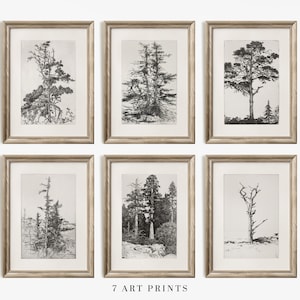 Gallery Wall Art Set, Set of 6, Tree Sketch Wall Print Set, Tree Drawings Etching, Printable Digital Download