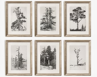 Tree Sketch Print Set: Etching Style Gallery Wall Art (Digital Download)