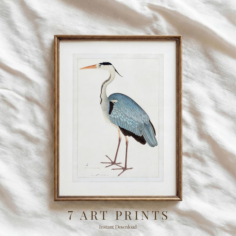 May include: Framed art print featuring a detailed illustration of a heron. The bird has blue and gray plumage, a long neck, and a long orange beak. The print is in a wooden frame, with the text "7 ART PRINTS" at the bottom.