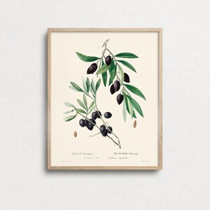 K&ouml;nnte beinhalten: Eine Vintage-botanische Illustration eines Olivenzweigs mit schwarzen Oliven und gr&uuml;nen Bl&auml;ttern. Das Bild ist in einem hellen Holzrahmen gerahmt und tr&auml;gt unten den Text "OLIVA Europea" und "OLIVIER d'Europe".