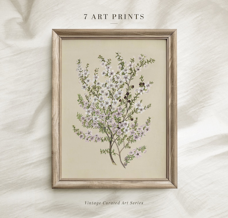 Vintage Botanical Prints Set of SIX: Neutral Floral Gallery Wall (Digital Download) image 3