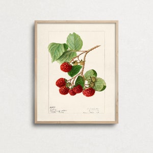 K&ouml;nnte beinhalten: Eine Vintage-botanische Illustration eines Himbeerzweigs mit roten Beeren und gr&uuml;nen Bl&auml;ttern. Die Illustration ist in einem hellen Holzrahmen gerahmt. Der Text unter dem Bild lautet "34.201. Rubus.  Fructus.  Plantae Fructiferae.  Rubus Idaeus."