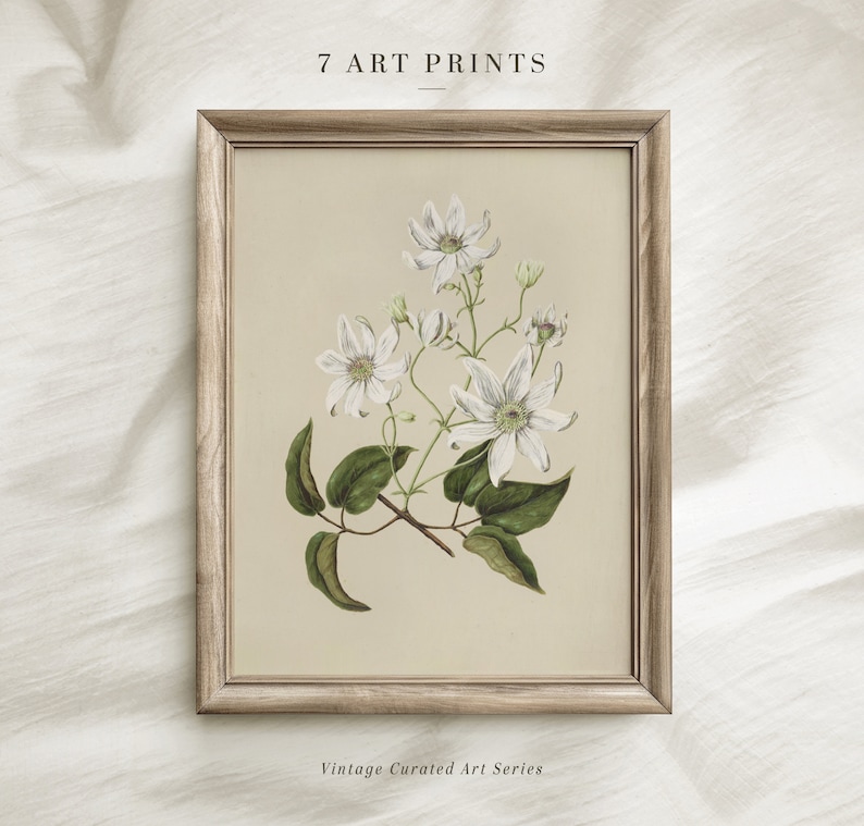 May include: A framed vintage botanical illustration of white flowers with green leaves on a beige background. The frame is light brown wood. The text "7 ART PRINTS" is above the image and "Vintage Curated Art Series" is below the image.