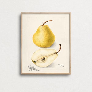 K&ouml;nnte beinhalten: Eine Vintage-botanische Illustration einer gelben Birne, die sowohl die ganze Frucht als auch einen Querschnitt zeigt. Die Illustration befindet sich auf einem cremefarbenen Hintergrund mit handschriftlichem Text in schwarzer Tinte. Der Text lautet: "No. 214.  Poire d'Anjou.  Deutschland.  Kleine Birne.  Van Deman's  Katalog.  1887-88.  Mich."