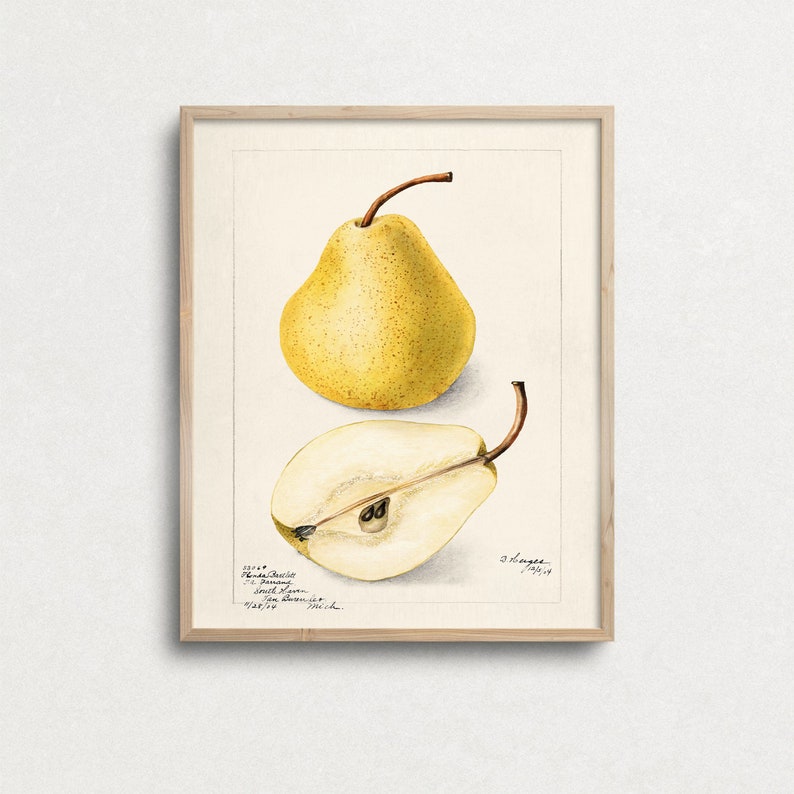 K&ouml;nnte beinhalten: Eine Vintage-botanische Illustration einer gelben Birne, die sowohl die ganze Frucht als auch einen Querschnitt zeigt. Die Illustration befindet sich auf einem cremefarbenen Hintergrund mit handschriftlichem Text in schwarzer Tinte. Der Text lautet: "No. 214.  Poire d'Anjou.  Deutschland.  Kleine Birne.  Van Deman's  Katalog.  1887-88.  Mich."