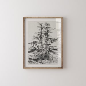 vintage Tree Sketch Set of 3, Forest Print, Antique Tree Drawings, Botanical Art, Farmhouse Art Set, Nature Sketch, DIGITAL DOWNLOAD image 3