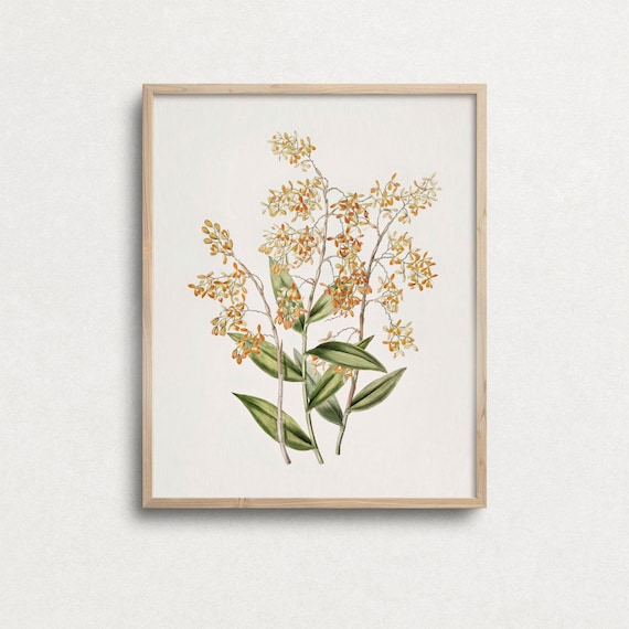 Home Flora - Vintage Print Parchment Paper / Set