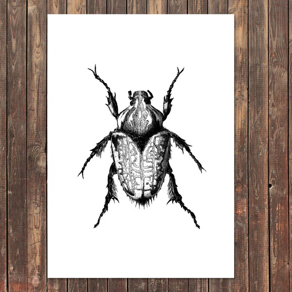 Goliath Beetle - Etsy