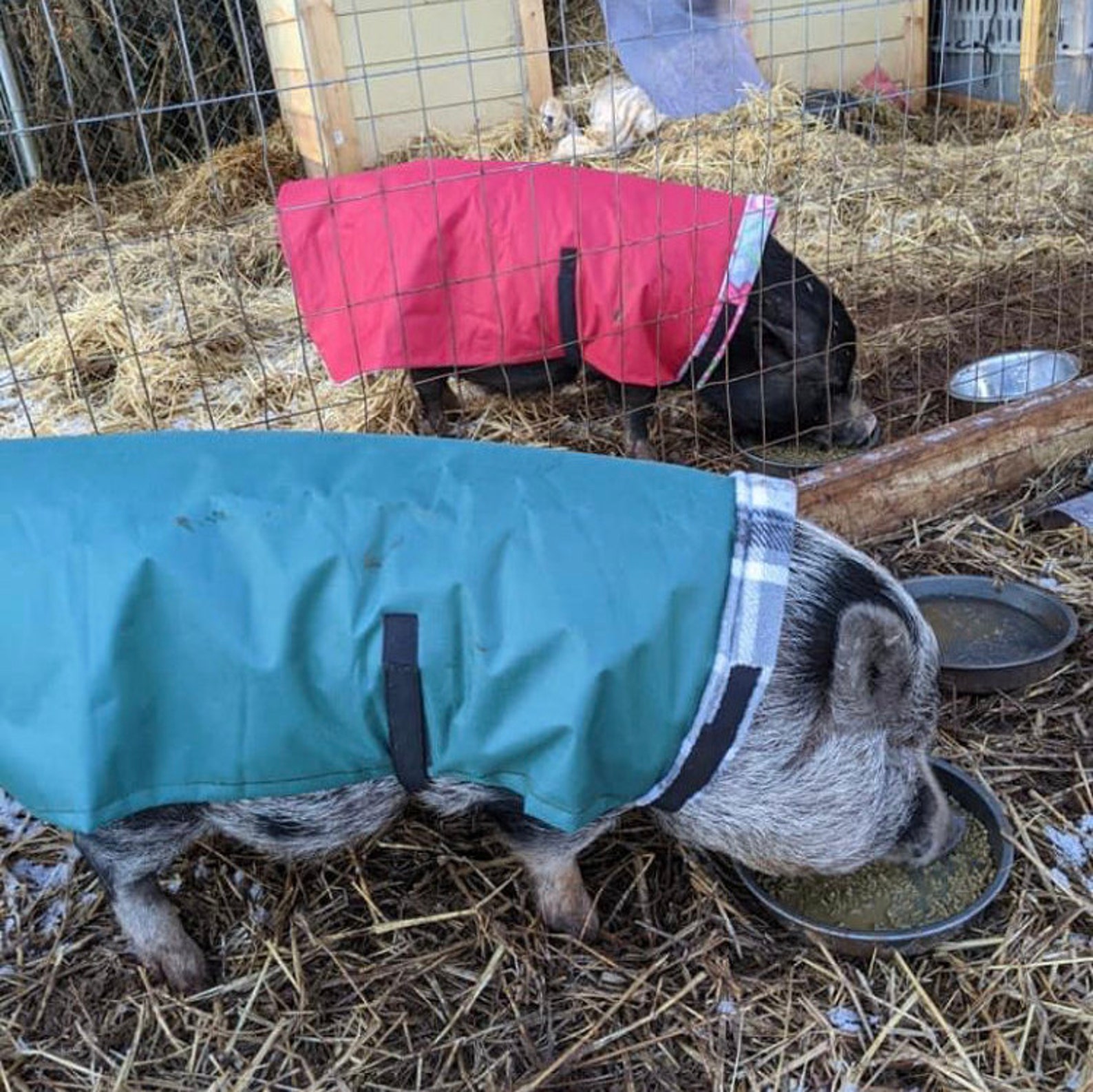 Mini Pig Raincoat Etsy