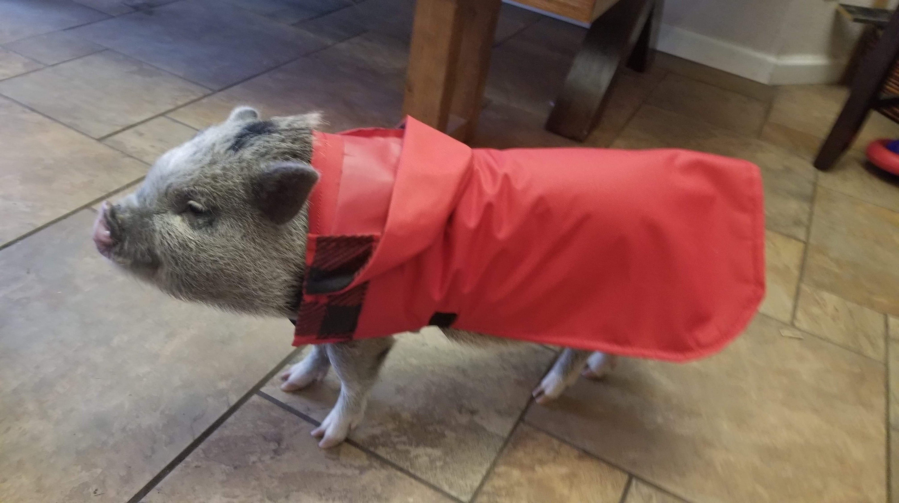 Mini Pig Raincoat Etsy