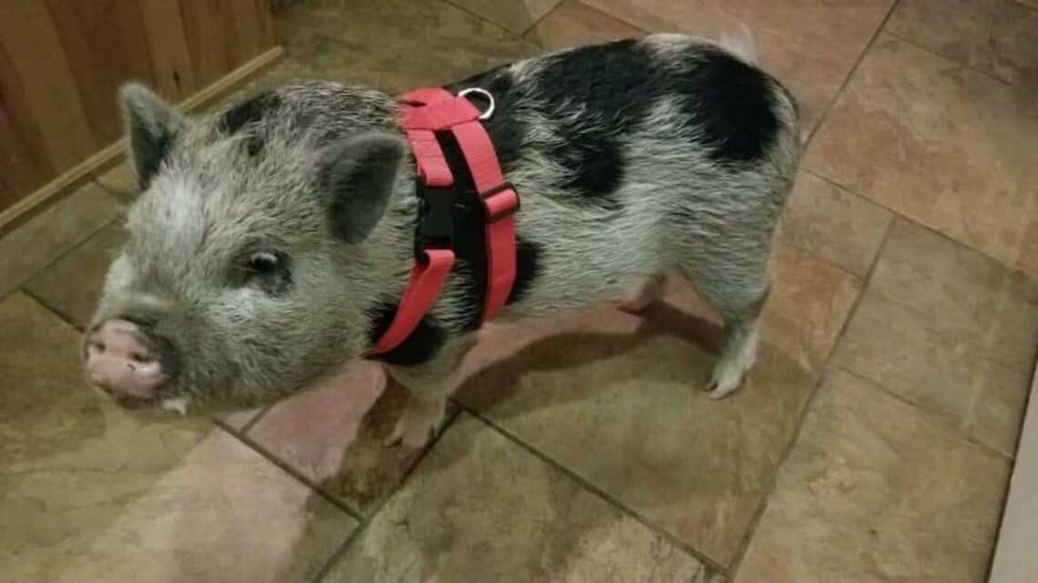 Mini Pig Harness With Option of Matching Leash Etsy